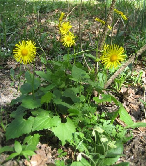 balkangemsrot Doronicum columnae