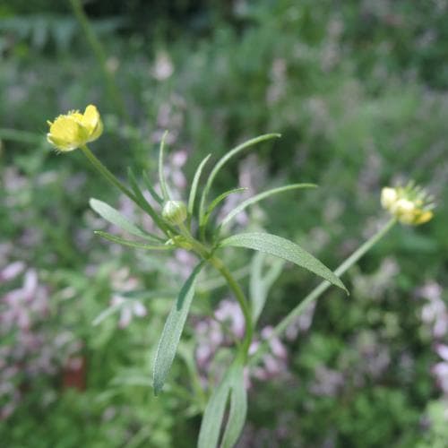åkerranunkel Ranunculus arvensis