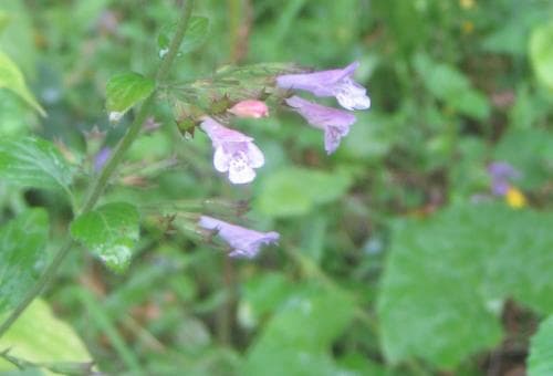 rosenmynta Clinopodium grandiflorum