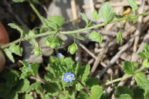 glansveronika Veronica polita