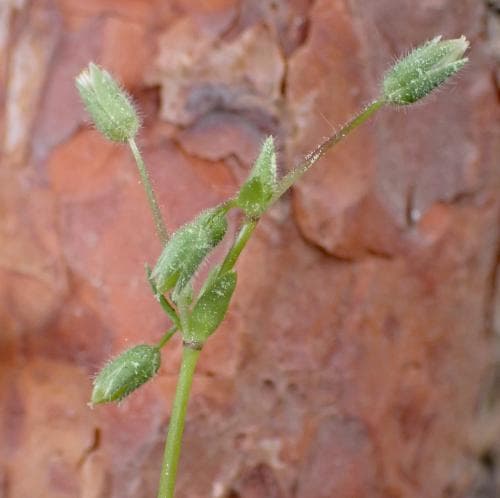 blekarv Stellaria pallida