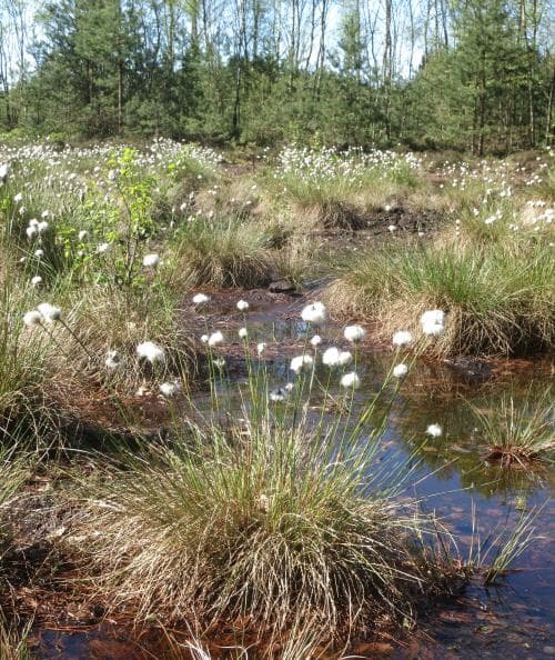 tuvull Eriophorum vaginatum