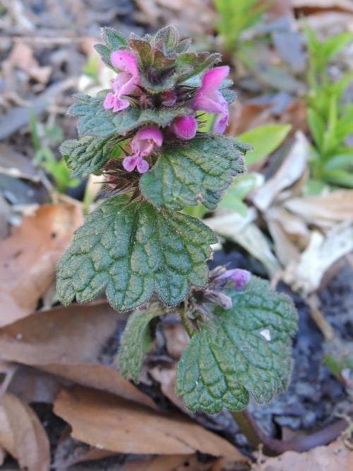 mellanplister Lamium confertum