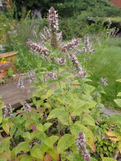 rundmynta Mentha suaveolens