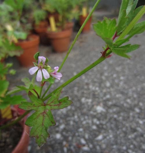 kokospelargon Pelargonium grossularioides