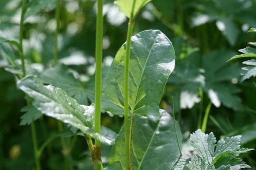 lappsyra Rumex acetosa subsp. lapponicus