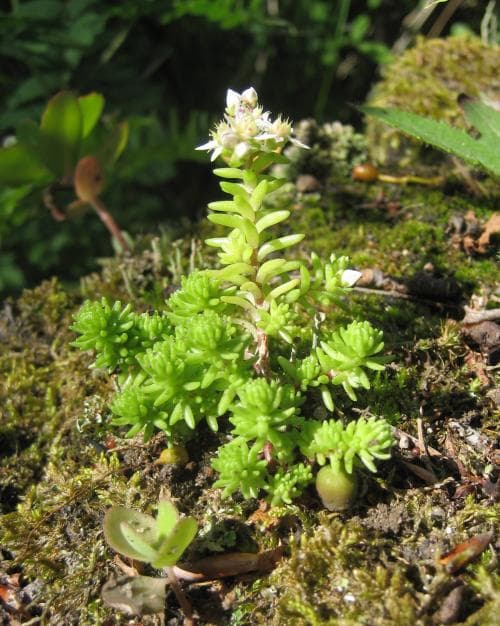 engelsk fetknopp Sedum anglicum