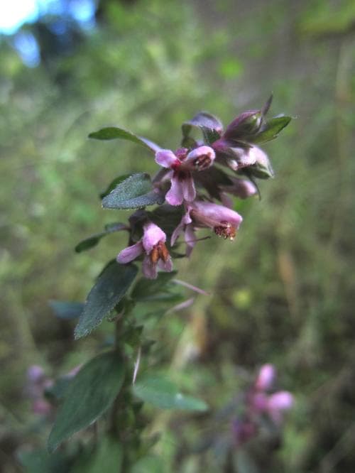 gatrödtoppa Odontites vulgaris