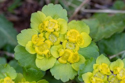 gullpudra Chrysosplenium alternifolium