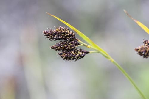 svartstarr Carex atrata