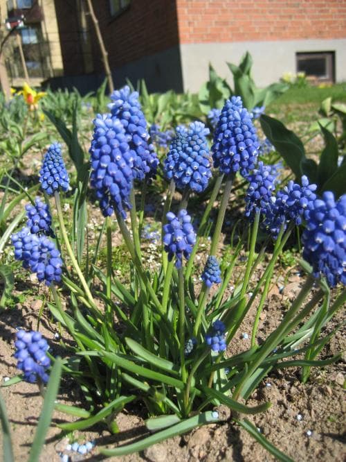 armenisk pärlhyacint Muscari armeniacum