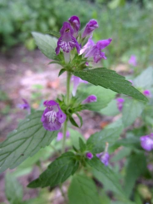 mjukdån Galeopsis ladanum