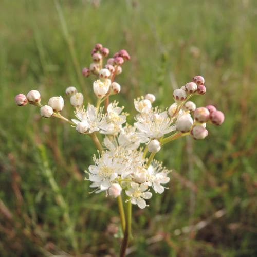 brudbröd Filipendula vulgaris