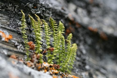 dvärghällebräken Woodsia glabella