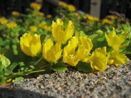 penningblad Lysimachia nummularia