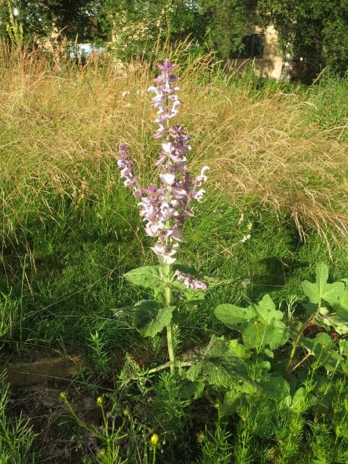muskatellsalvia Salvia sclarea