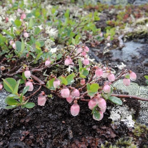 fjällodon Vaccinium uliginosum subsp. microphyllum