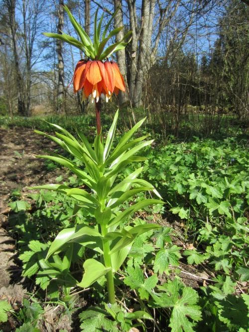 kejsarkrona Fritillaria imperialis