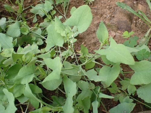 sköldsyra Rumex scutatus