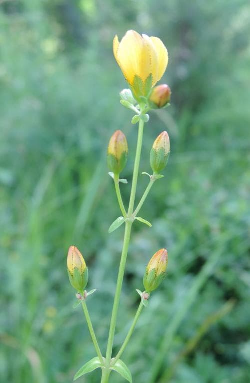 hedjohannesört Hypericum pulchrum