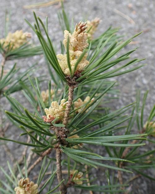 vanlig tall Pinus sylvestris var. sylvestris