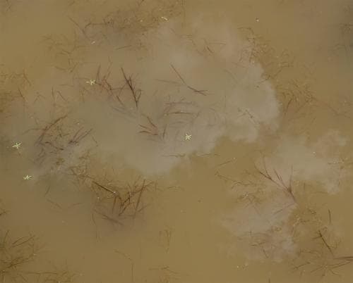 spetsnate Potamogeton acutifolius