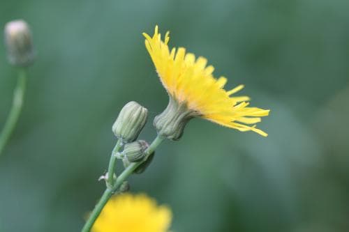 kalmolke Sonchus arvensis var. glabrescens