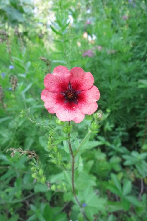 indisk fingerört Potentilla nepalensis
