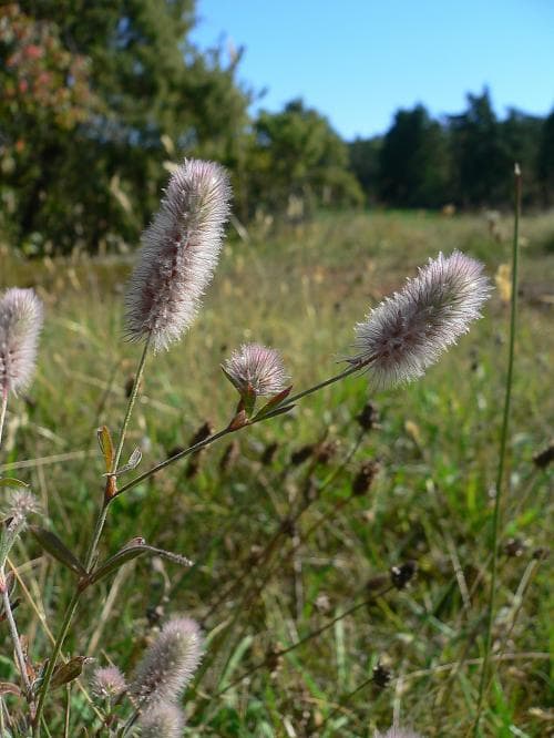 harklöver Trifolium arvense