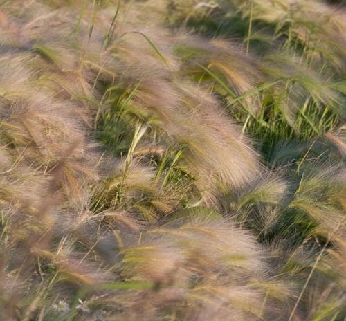 ekorrkorn Hordeum jubatum