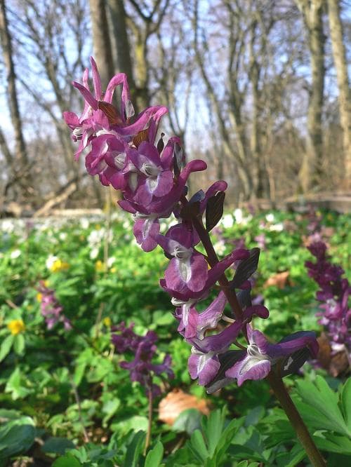 hålnunneört Corydalis cava