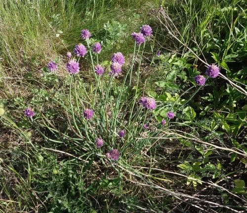 jättegräslök Allium schoenoprasum subsp. sibiricum