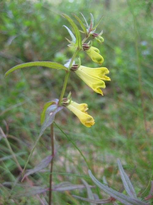 vanlig ängskovall Melampyrum pratense var. pratense