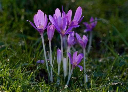 tidlösa Colchicum autumnale