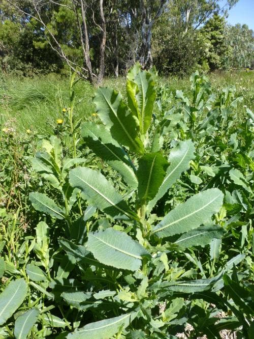 taggsallat Lactuca serriola
