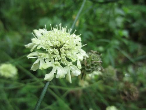 gulvädd Scabiosa ochroleuca