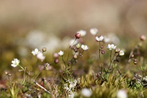 vårspärgel Spergula morisonii