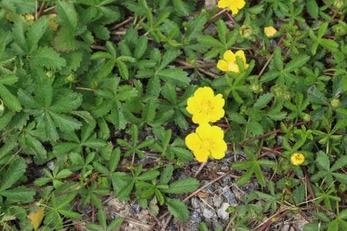 revfingerört Potentilla reptans