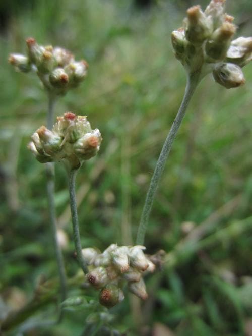 vitnoppa Pseudognaphalium luteoalbum
