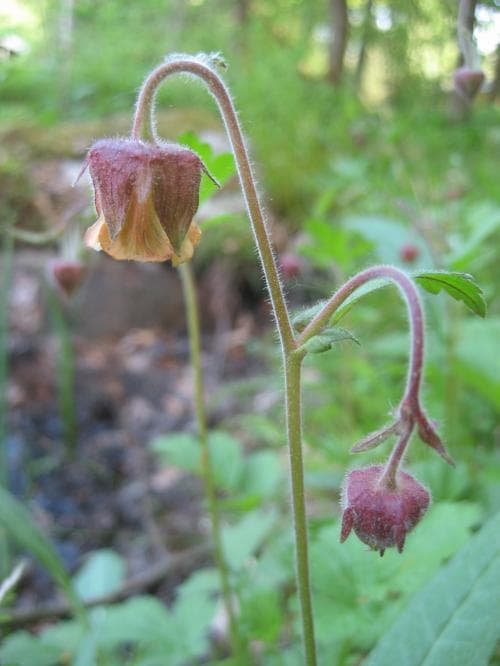 vanligt humleblomster Geum rivale var. rivale