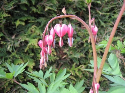 löjtnantshjärta Lamprocapnos spectabilis