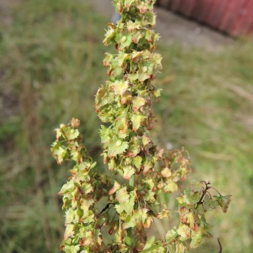 tandad tomtskräppa Rumex obtusifolius subsp. obtusifolius