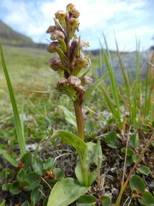 islandsgrönkulla Coeloglossum viride subsp. islandicum