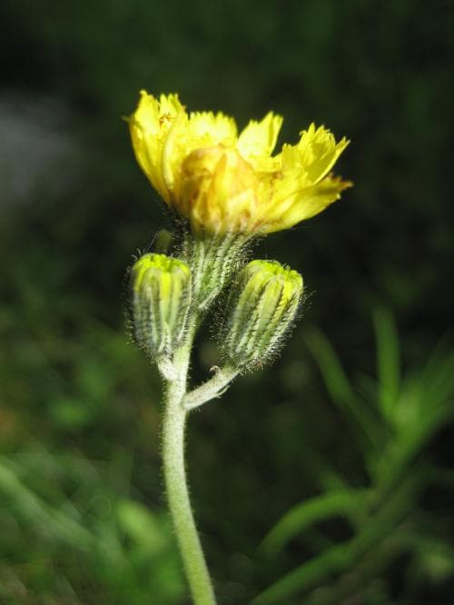 revfibbla Pilosella lactucella