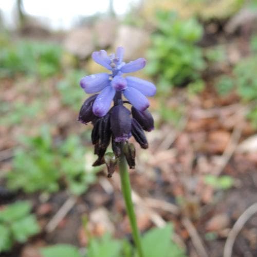 mörk pärlhyacint Muscari neglectum