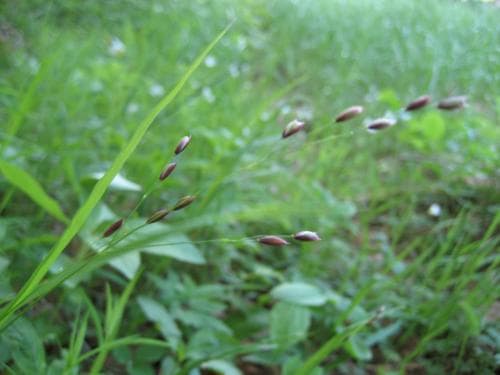 lundslok Melica uniflora