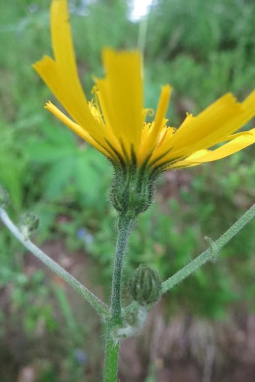 pinnfibbla Hieracium neopinnatifidum