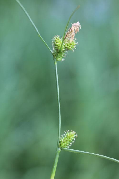 segstarr Carex extensa