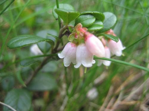vanligt lingon Vaccinium vitis-idaea subsp. vitis-idaea