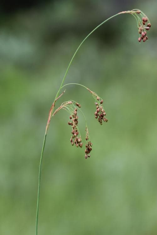 vippfryle Luzula parviflora